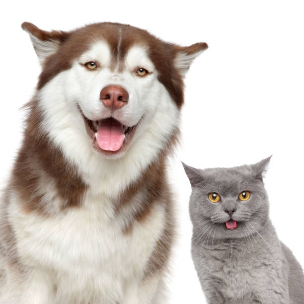 istock Happy pets. Husky dog and British cat 980809194