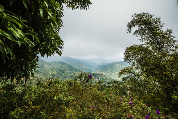 istock Mountains in the Caribbean in Jamaica 980809618