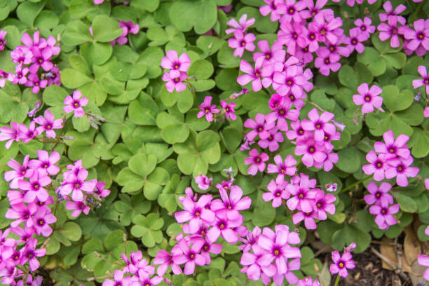 Violet flowers and leave stock photo