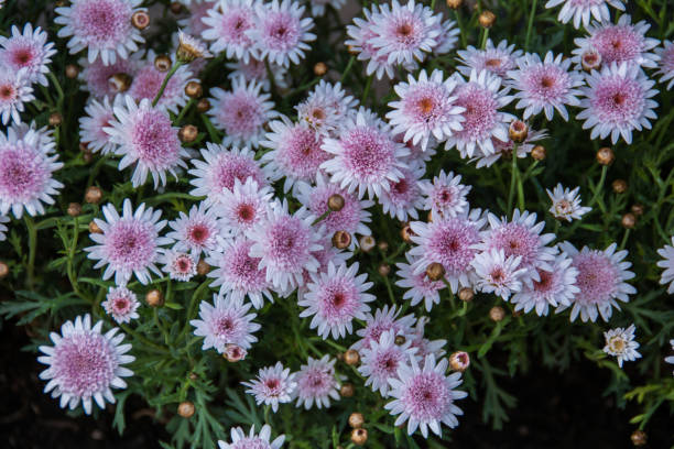 Pretty pinky daisy stock photo