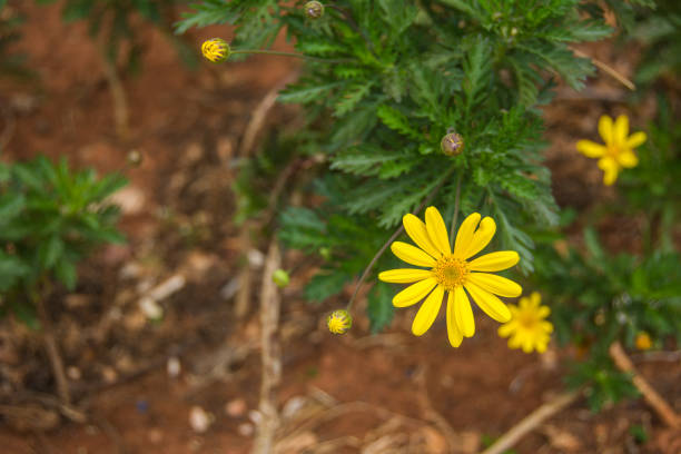 Focus on little yellow flower stock photo