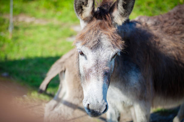istock Head of a  donkey 980814200
