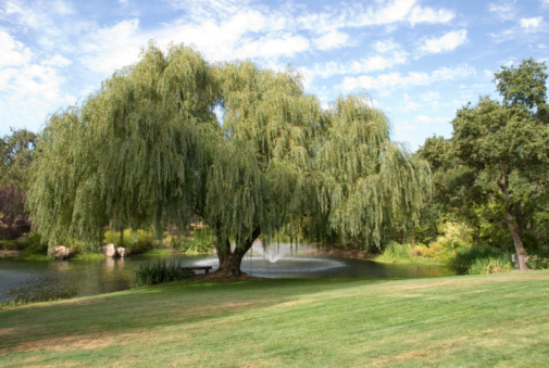 Closeup of the foliage of a weeping willow at sunset