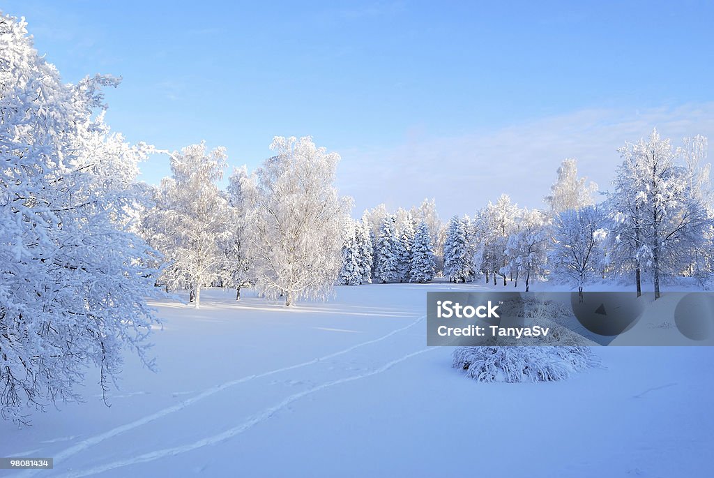 Winter morning  Blue Stock Photo