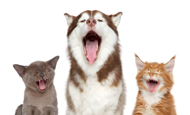 istock Kitten and puppy sing a song. isolated on white 980817870