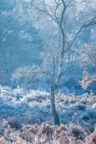 Photo of Cold Silver Birch tree