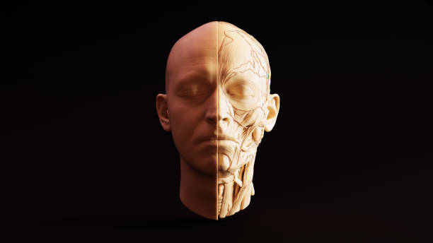 istock White Chocolate Clay Anatomical Ecorche Human Head 980819088