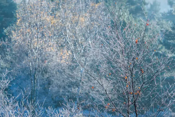 Photo of Frozen tree saplings with Autumn leaves