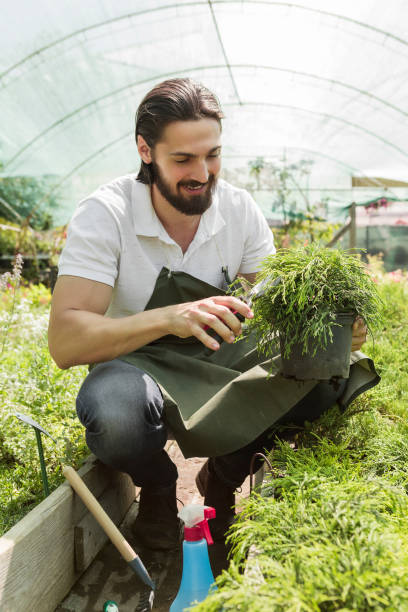 istock Plant nursery worker trimming plants 980832156