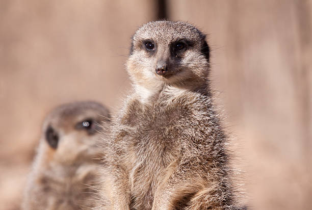 istock Meerkat from Southern Africa 98083838