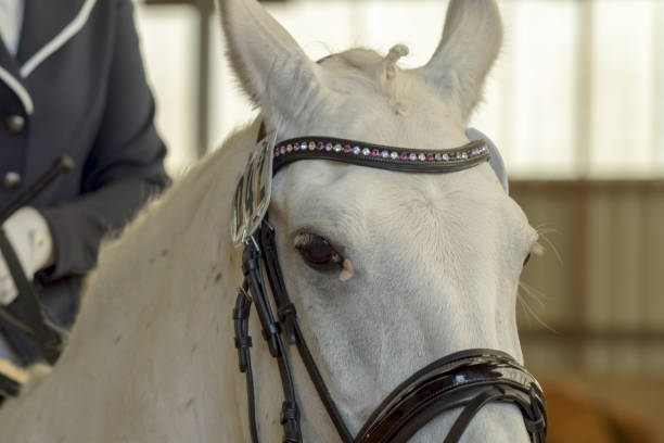 istock Horses on a horse farm in Germany 980839530