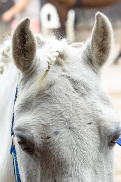istock Horses on a horse farm in Germany 980839728