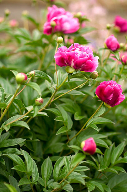 Pink Peonies in Garden stock photo