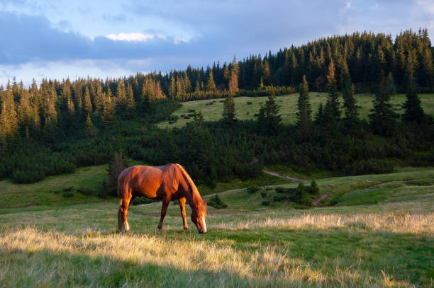 istock Horse on the pasture 980856360