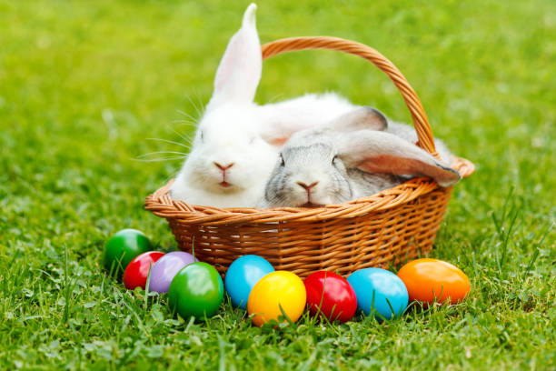 istock White and gray rabbit in wicker basket with colorful easter eggs 980870676