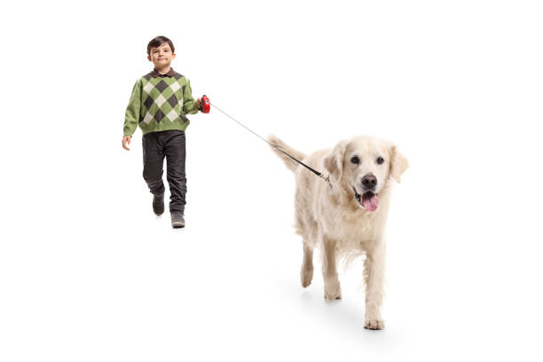 istock Little boy walking a dog 980879624