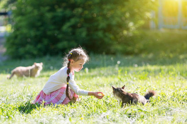 istock The girl feeds the stray cat. 980889208