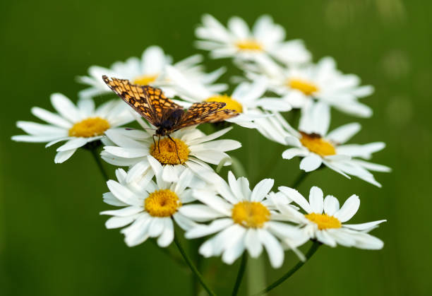 Idyllic summer meadow full of daisies and butterflies.