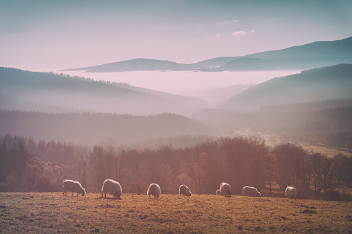 vintage flock of sheep