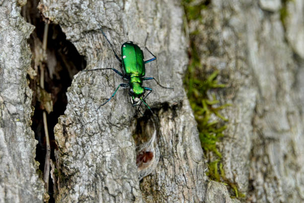 istock Six-Spotted Tiger Beetle on Log 980900700