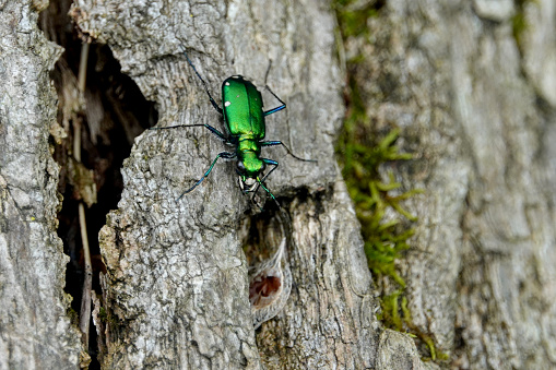 Six-spotted tiger beetle (Cicindela sexguttata) on a log in springtime.