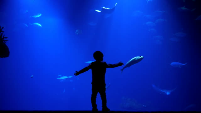 amazing nature, small boy with raised arms touches the aquarium glass with sharks and fishes in water