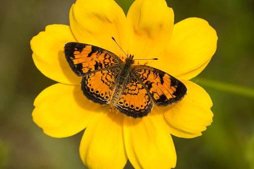 A Pearl Crescent butterfly feeding from a Lance-leaved Coreopsis flower.