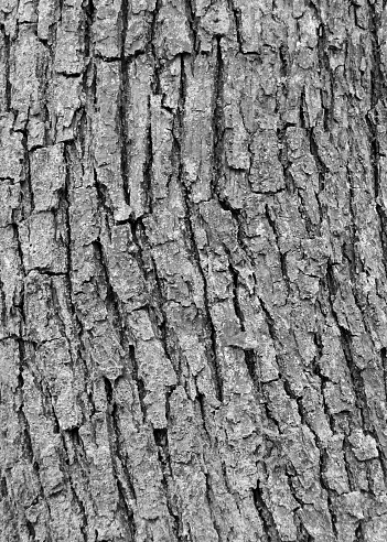 monochrome image of ash tree bark with cracks and texture