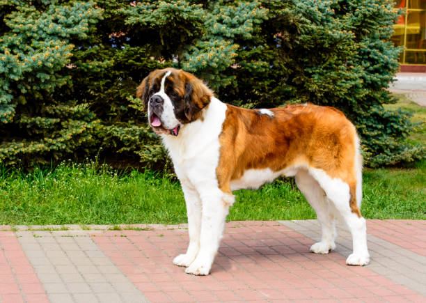 istock Moscow Watchdog  looks aside. 980930246