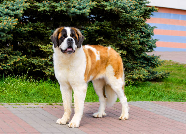 istock Moscow Watchdog looks in camera 980930392