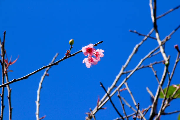 The almond blooming at the bottom of the branchesfrom benidorm area