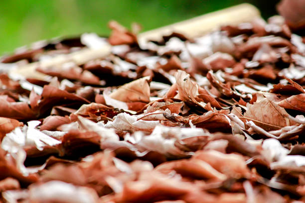 Leaves dry in nature, where sunlight shines through.