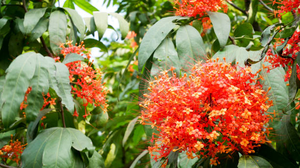 istock spike flowers  with green leaves 980932612