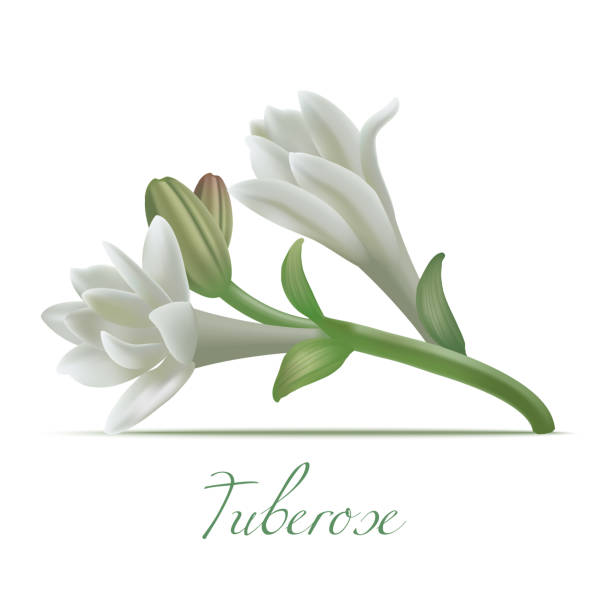 Nardos Flores - Banco de fotos e imágenes de stock - iStock Nardos Flores - Banco de fotos e imágenes de stock - iStock