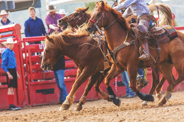 istock Utah Cowboy Saddle Bronc Bareback Riding Western Outdoors and Rodeo Stampede Roundup Riding Horses Herding Livestock 980941314