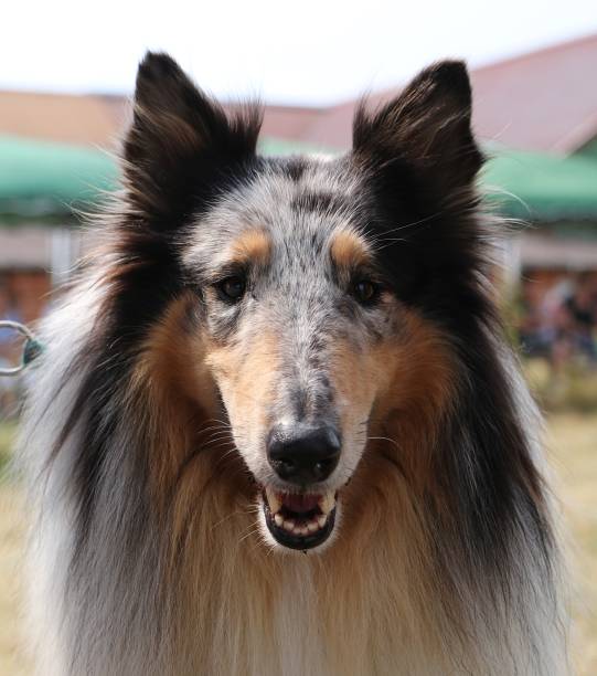 collie portrait in the garden beautiful blue merle collie head portrait in the park sheltie blue merle stock pictures, royalty-free photos & images