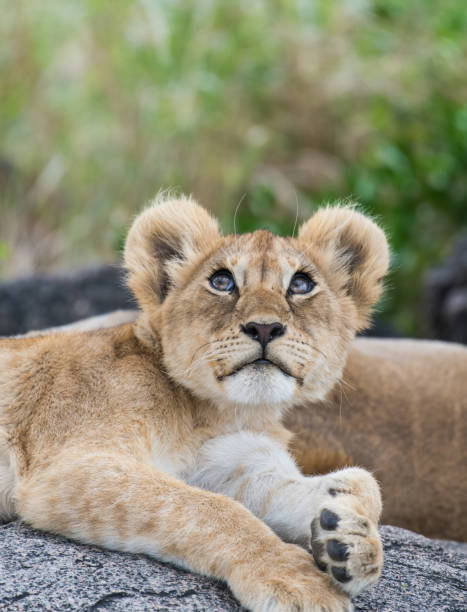 istock Curious baby lion looking up 980958774