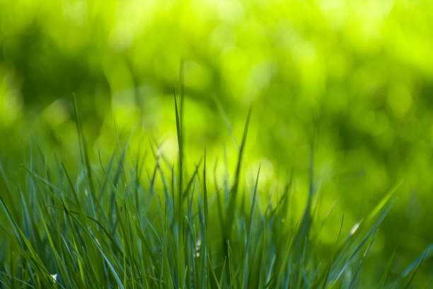 istock Green soft background and sun glare in the grass. 980959496