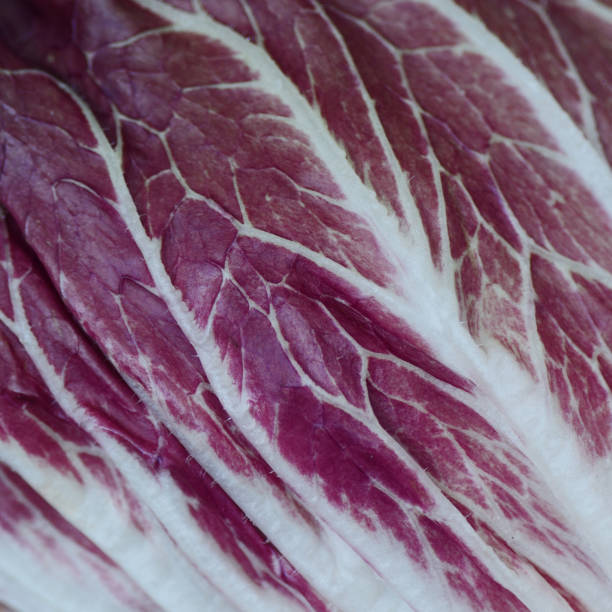 Radicchio Lettuce vegetable isolate on white background