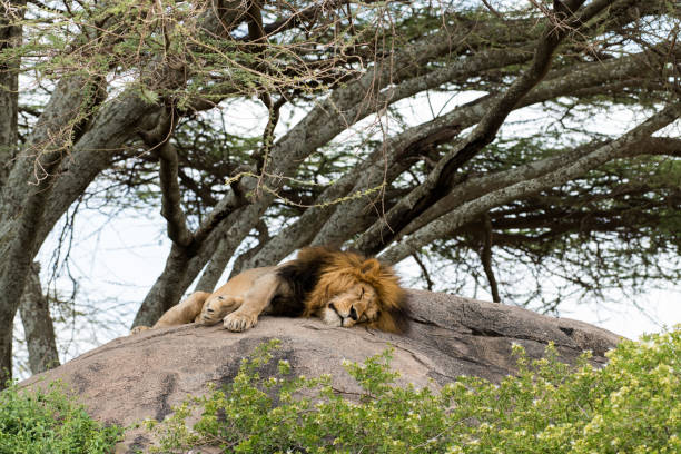 istock Lion sleeping on the stone with a tree on the background 980960608