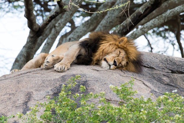 istock Big tired lion sleeping on the stone 980962744