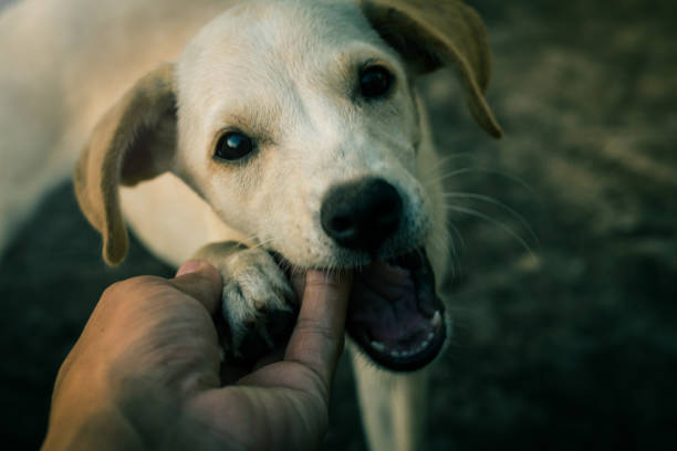 istock Cropped Hand Of Man Holding Dog 980962958