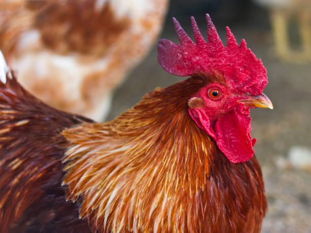 istock Portrait of a beautiful rooster with thr red comb 980964472