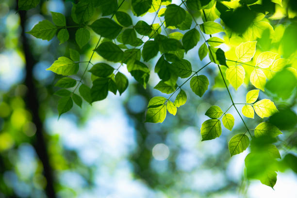 istock Closeup nature view of green leaf 980967604