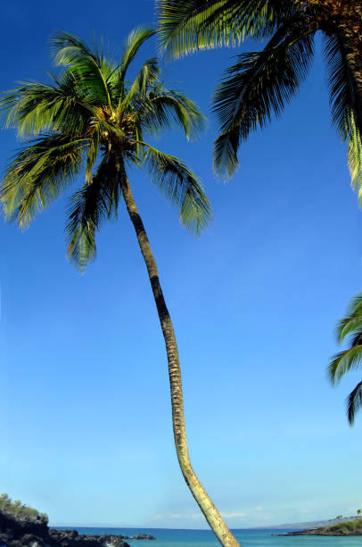 푸른 하늘에 대 한 기대 팜 - ohaiula beach 뉴스 사진 이미지