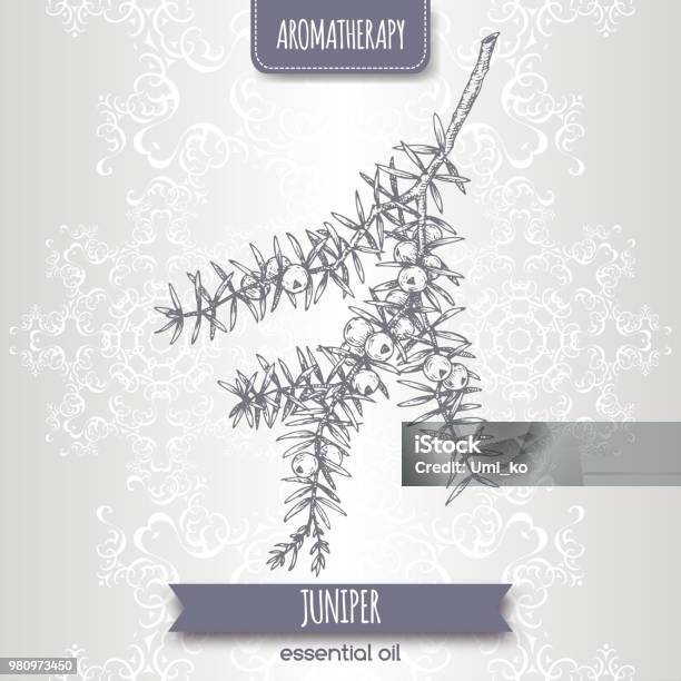 Juniperus Communis Aka Juniper Branch Sketch On Elegant Lace Background Stock Illustration - Download Image Now