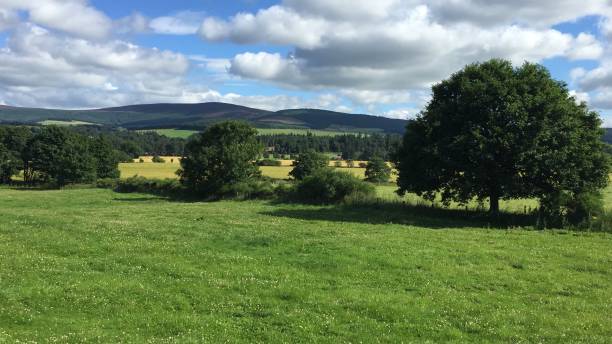 Green field with blue cloudy sky