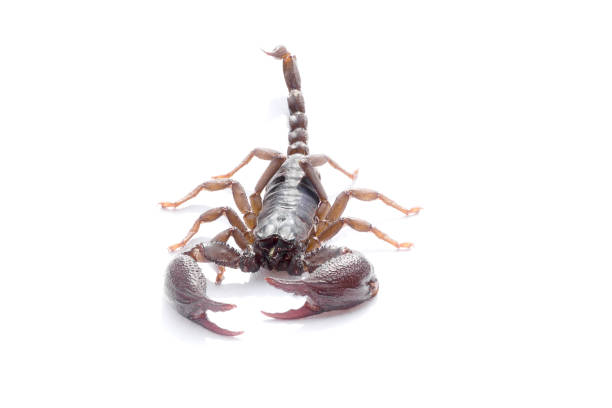istock Scorpion on white background, scorpion with big pliers. 980982570