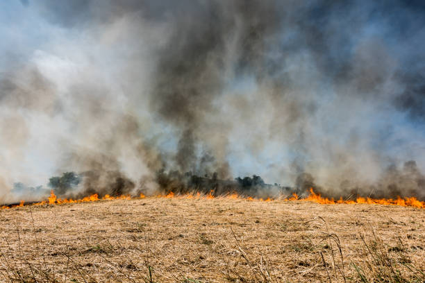 Burning agricultural field, smoke pollution. stock photo