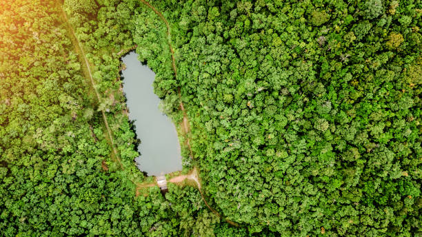 istock Top view from the drone to the forest. 980987090
